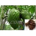 Soursop Tree Seeds - Annona muricata - 25 Seeds   